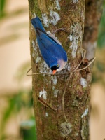 Brhlik cervenozoby - Sitta frontalis - Velvet-fronted Nuthatch o6593